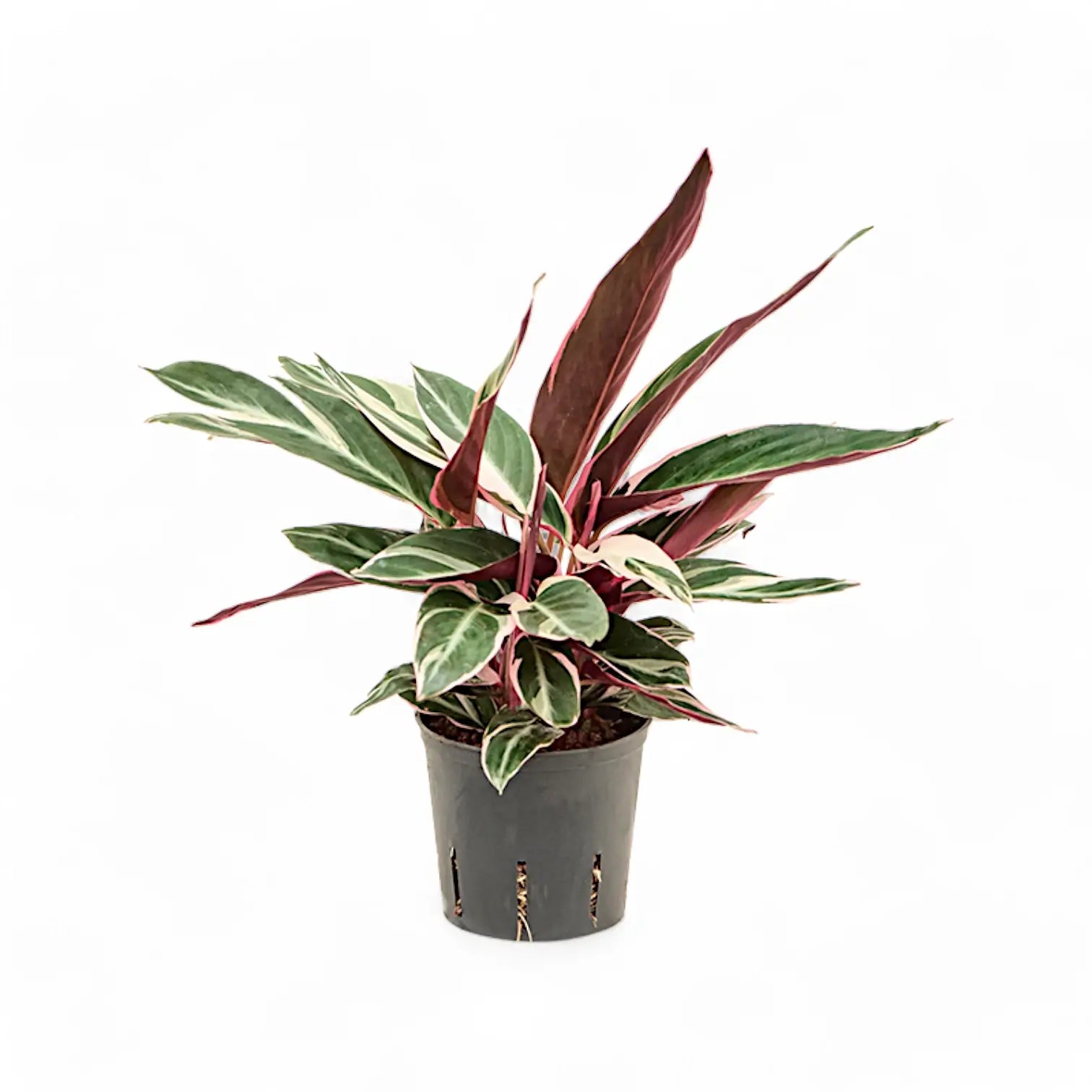 Stromanthe thalia 'Triostar' potted houseplant in nursery pot on white background, product photo 7.