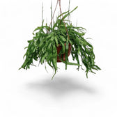 Pseudorhipsalis ramulosa subsp. ramulosa 'Red Coral' – Topfpflanze im Kulturtopf vor weißem Hintergrund, Produktfoto 2.