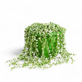 Curio rowleyanus variegata – Topfpflanze im Kulturtopf vor weißem Hintergrund, Produktfoto 4.