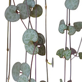 Ceropegia woodii potted houseplant in nursery pot on white background, product photo 6.