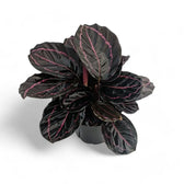 Goeppertia (Calathea) roseopicta 'Dottie' ('Illustrious') – Topfpflanze im Kulturtopf vor weißem Hintergrund, Produktfoto 6.