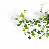 Nahaufnahme eines Blatts von Muehlenbeckia complexa 'Maori' vor weißem Hintergrund.