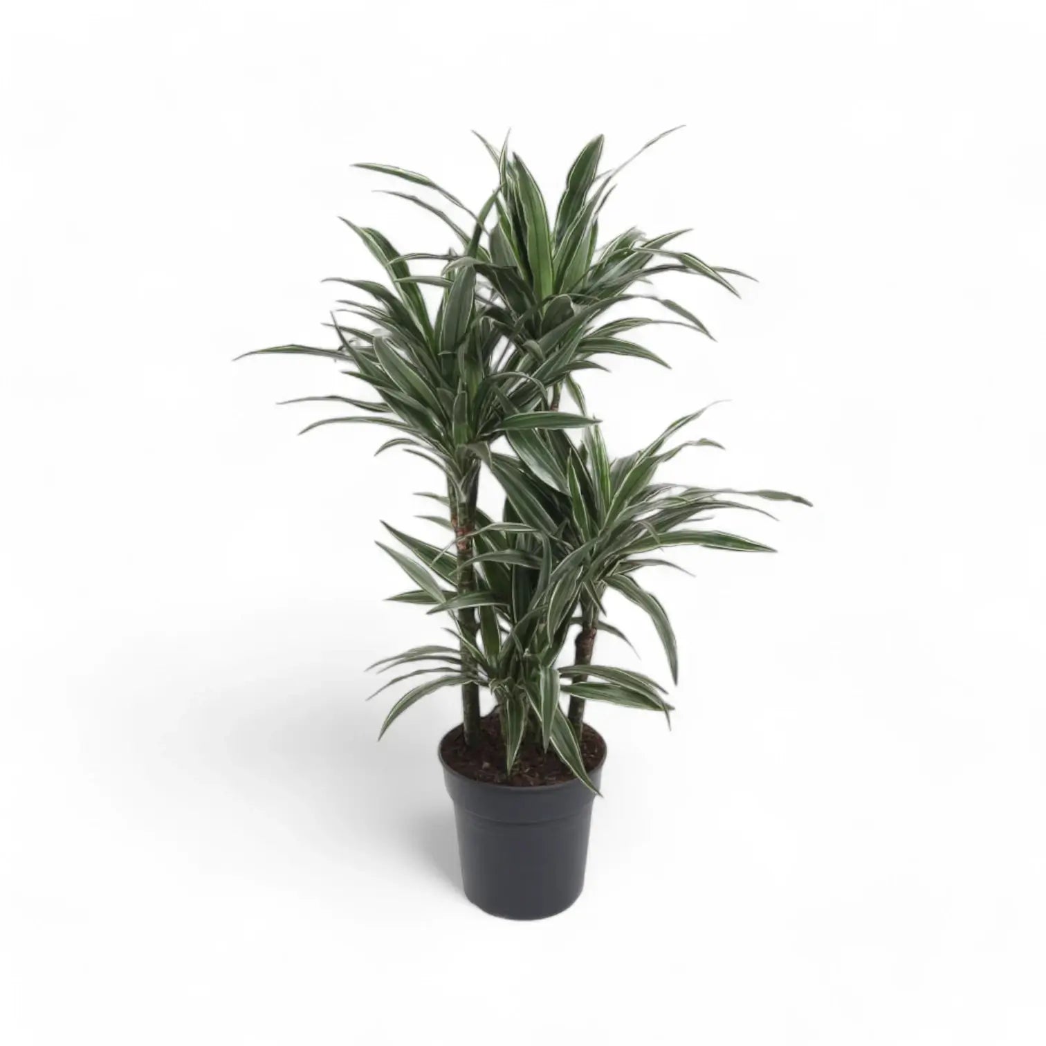 Dracaena fragrans ‘Warneckii’ – Topfpflanze im Kulturtopf vor weißem Hintergrund, Produktfoto 12.