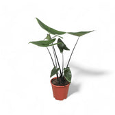 Alocasia zebrina 'Black stem' potted houseplant in nursery pot on white background, product photo 2.
