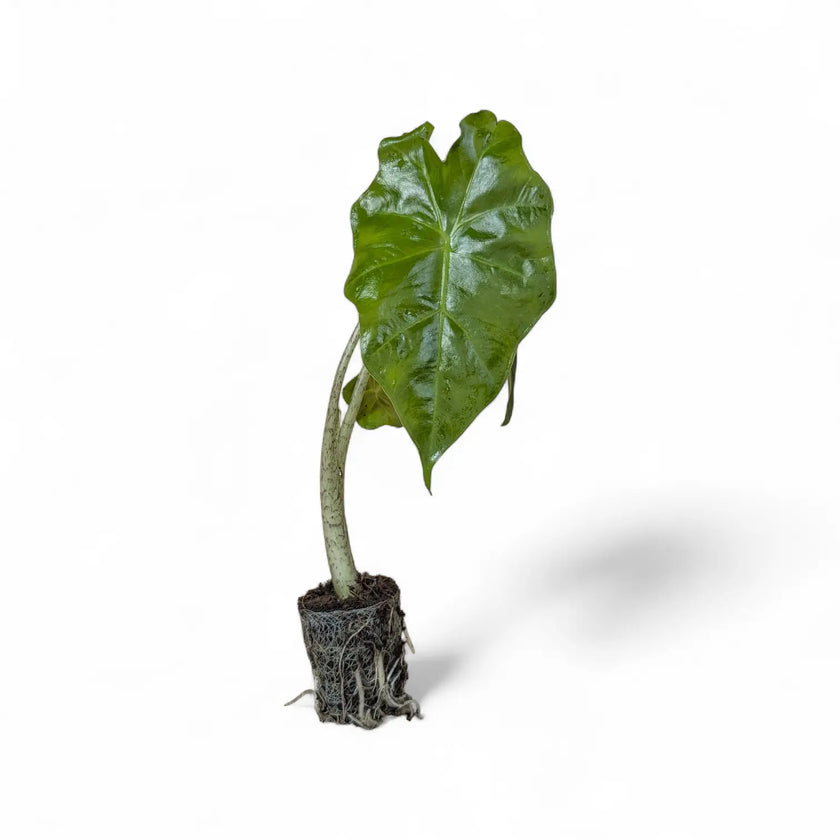 Alocasia 'Thunder Waves' ('Portodora') potted houseplant in nursery pot on white background, product photo 2.