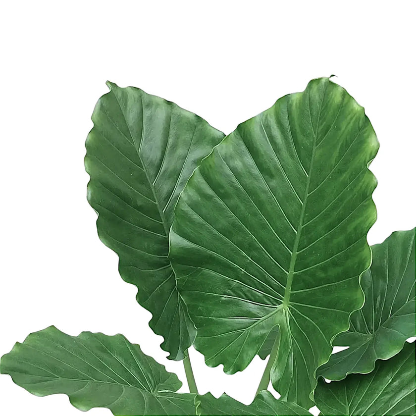 Alocasia odora 'California' leaf close-up on white background.