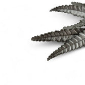 Nahaufnahme eines Blatts von Pilea hitchcockii vor weißem Hintergrund.