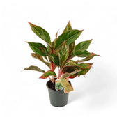 Aglaonema 'Crete' (auch bekannt als 'Siam Aurora' / 'Jungle Red') – Topfpflanze im Kulturtopf vor weißem Hintergrund, Produktfoto 4.
