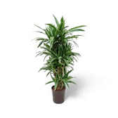 Dracaena fragrans ‘Warneckii’ – Topfpflanze im Kulturtopf vor weißem Hintergrund, Produktfoto 14.
