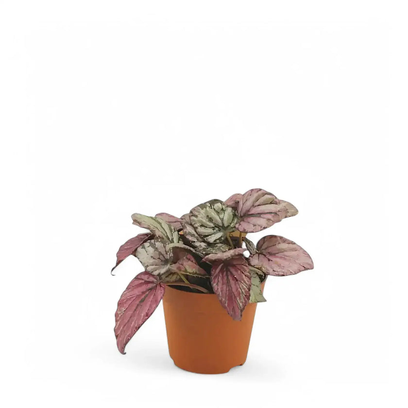Begonia rex 'Hugh Mclauchlan' potted houseplant in nursery pot on white background, product photo 2.
