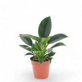 Philodendron 'Green princess' – Zimmerpflanze im Kulturtopf auf weißem Hintergrund, Produktfoto 4.