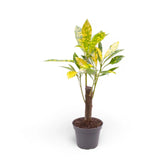Codiaeum variegatum 'Aucubaefolia' potted houseplant in nursery pot on white background, product photo 3.