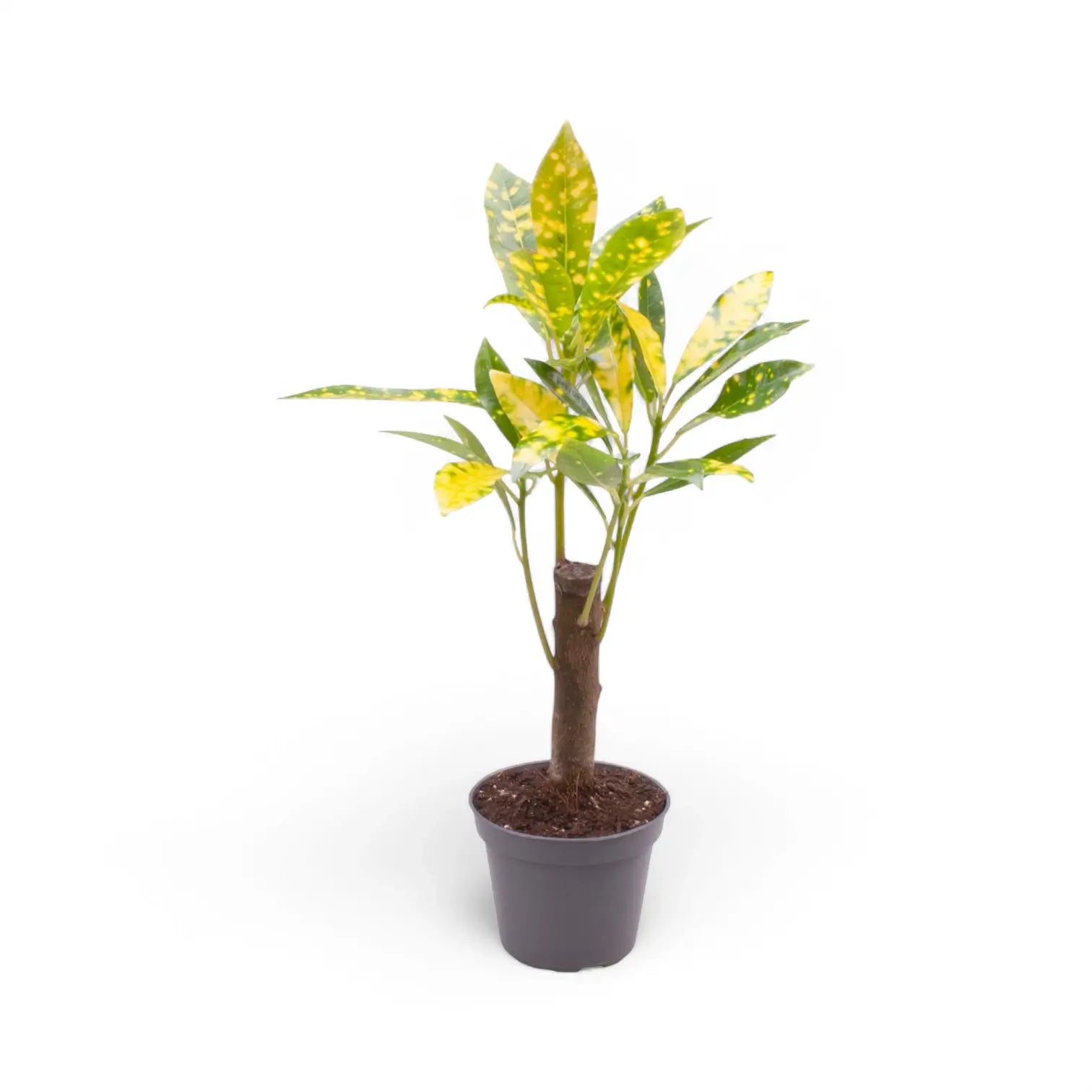 Codiaeum variegatum 'Aucubaefolia' potted houseplant in nursery pot on white background, product photo 3.