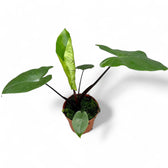 Alocasia macrorrhizos 'Black stem' potted houseplant in nursery pot on white background, product photo 7.