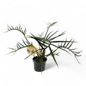 Philodendron tortum – Topfpflanze im Kulturtopf vor weißem Hintergrund, Produktfoto 9.