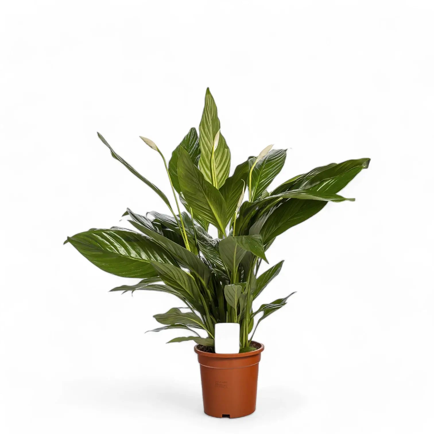 Spathiphyllum 'Sweet Lauretta' potted houseplant in nursery pot on white background, product photo 2.