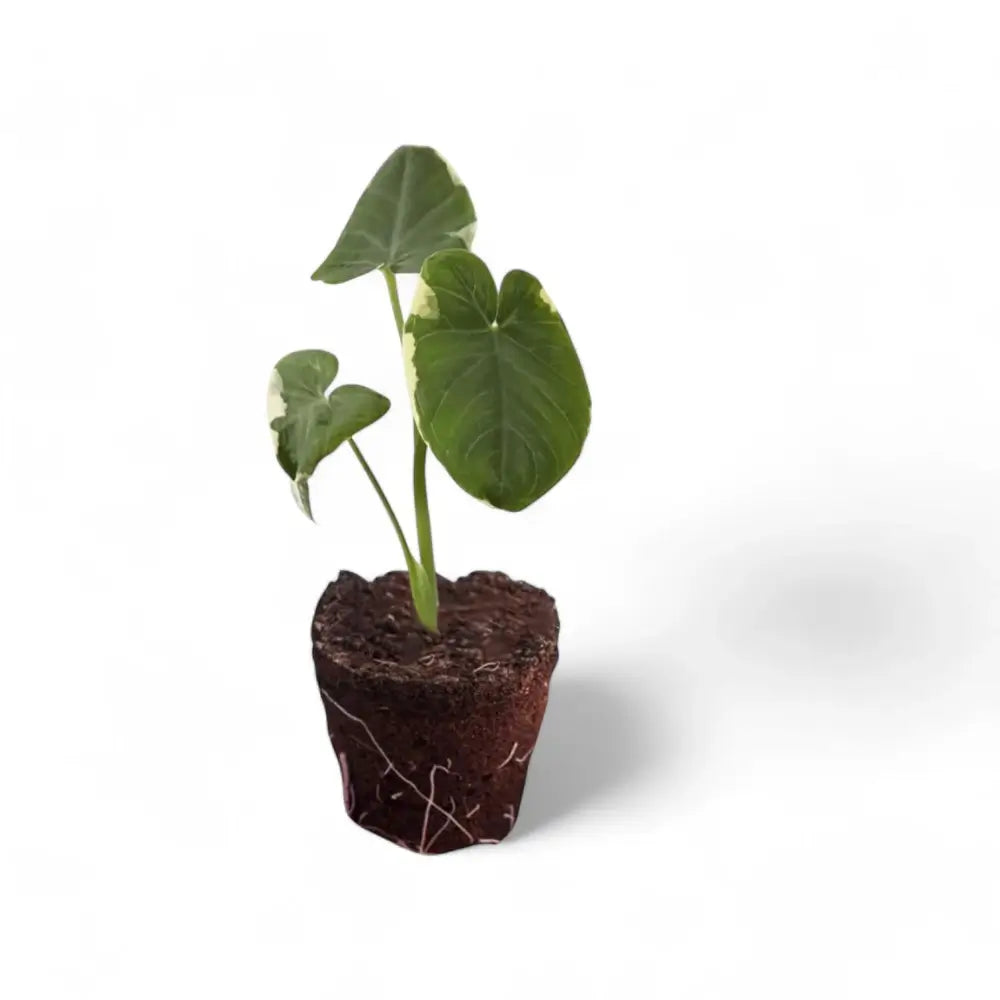 Xanthosoma sagittifolium 'Mickey Mouse' – Zimmerpflanze im Kulturtopf auf weißem Hintergrund, Produktfoto 2.