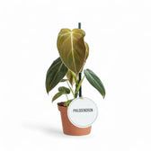 Philodendron melanochrysum potted houseplant in nursery pot on white background, product photo 11.