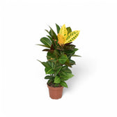 Codiaeum variegatum (Croton) 'Petra' potted houseplant in nursery pot on white background, product photo 7.