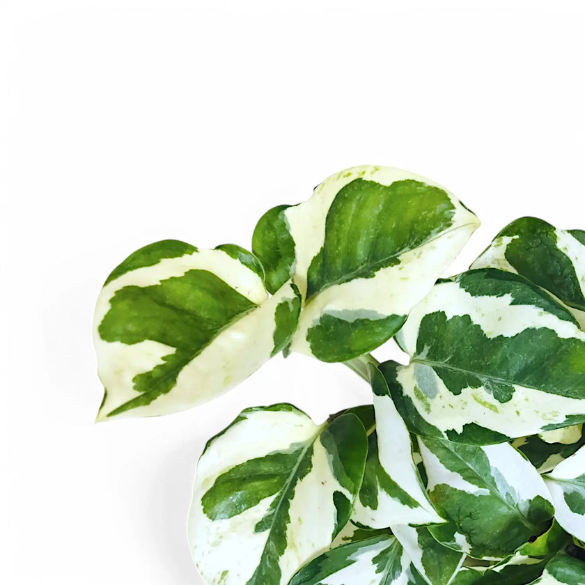 Epipremnum aureum 'N'Joy' leaf close-up on white background.