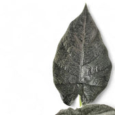 Alocasia 'Antoro velvet' potted houseplant in nursery pot on white background, product photo 6.