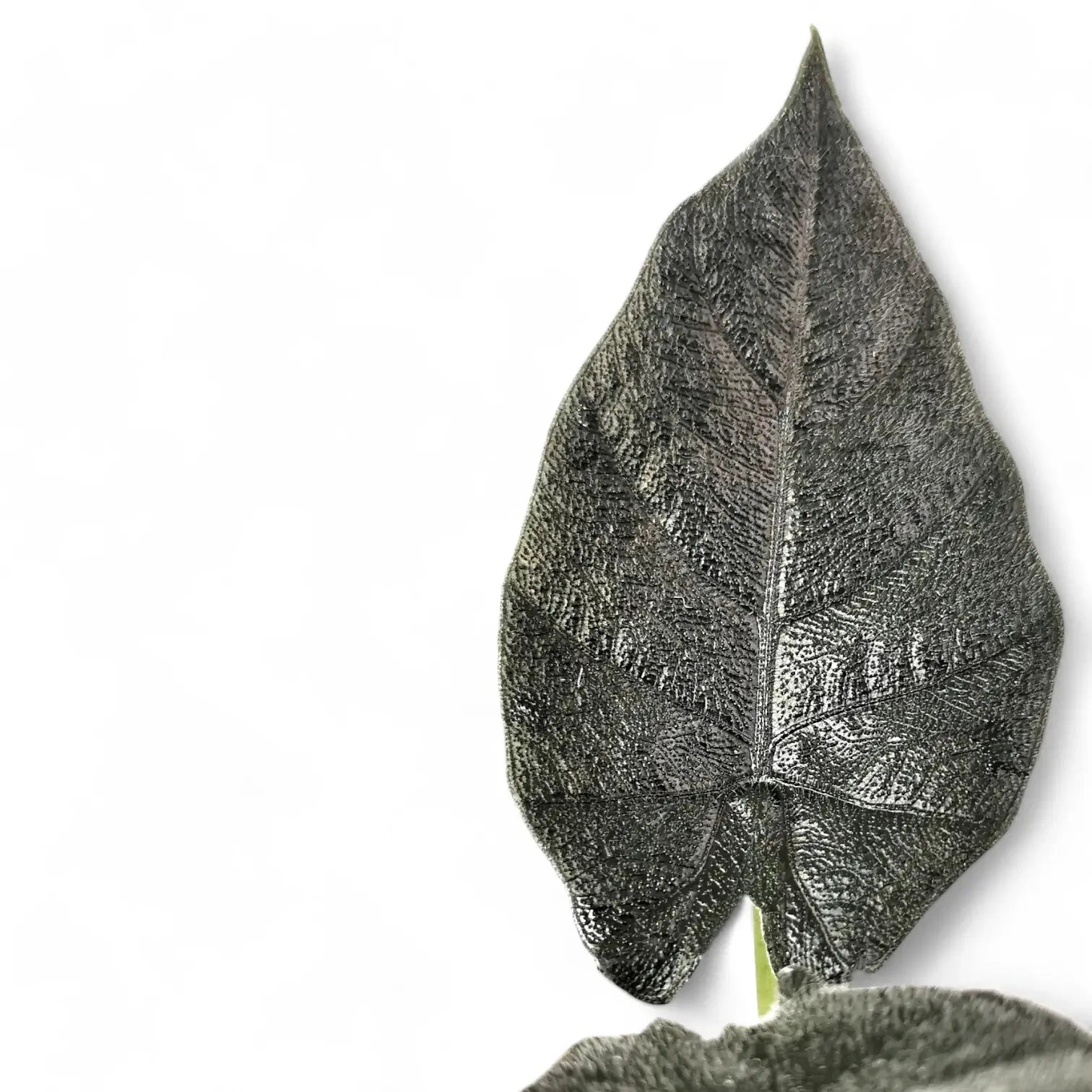 Alocasia 'Antoro velvet' potted houseplant in nursery pot on white background, product photo 6.