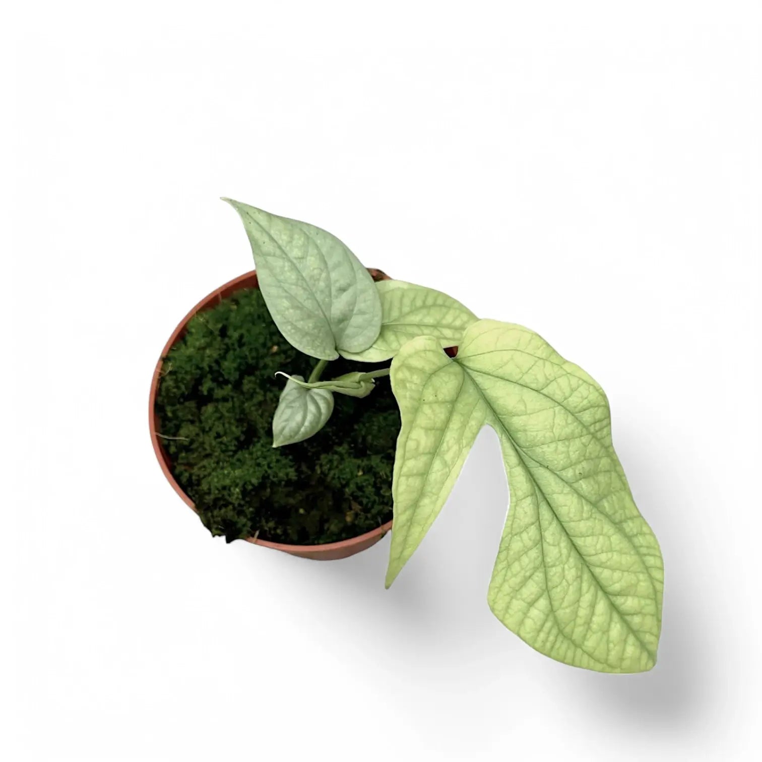 Amydrium medium 'Silver' ('Blue') potted houseplant in nursery pot on white background, product photo 4.