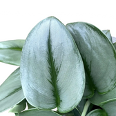 Scindapsus treubii 'Moonlight' leaf close-up on white background.