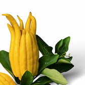 Nahaufnahme von Citrus 'Hand of Buddha' (Citrus medica var. sarcodactylis) vor weißem Hintergrund.