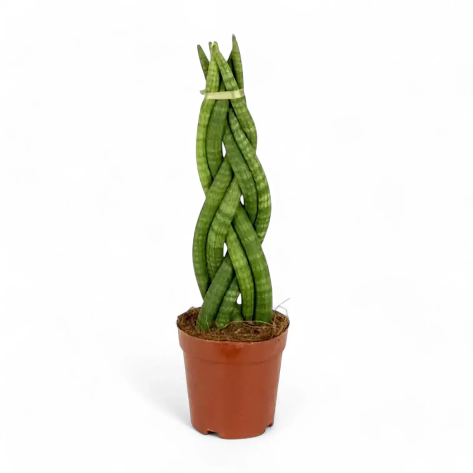 Dracaena angolensis (Sansevieria cylindrica) 'Twister' potted houseplant in nursery pot on white background, product photo 4.