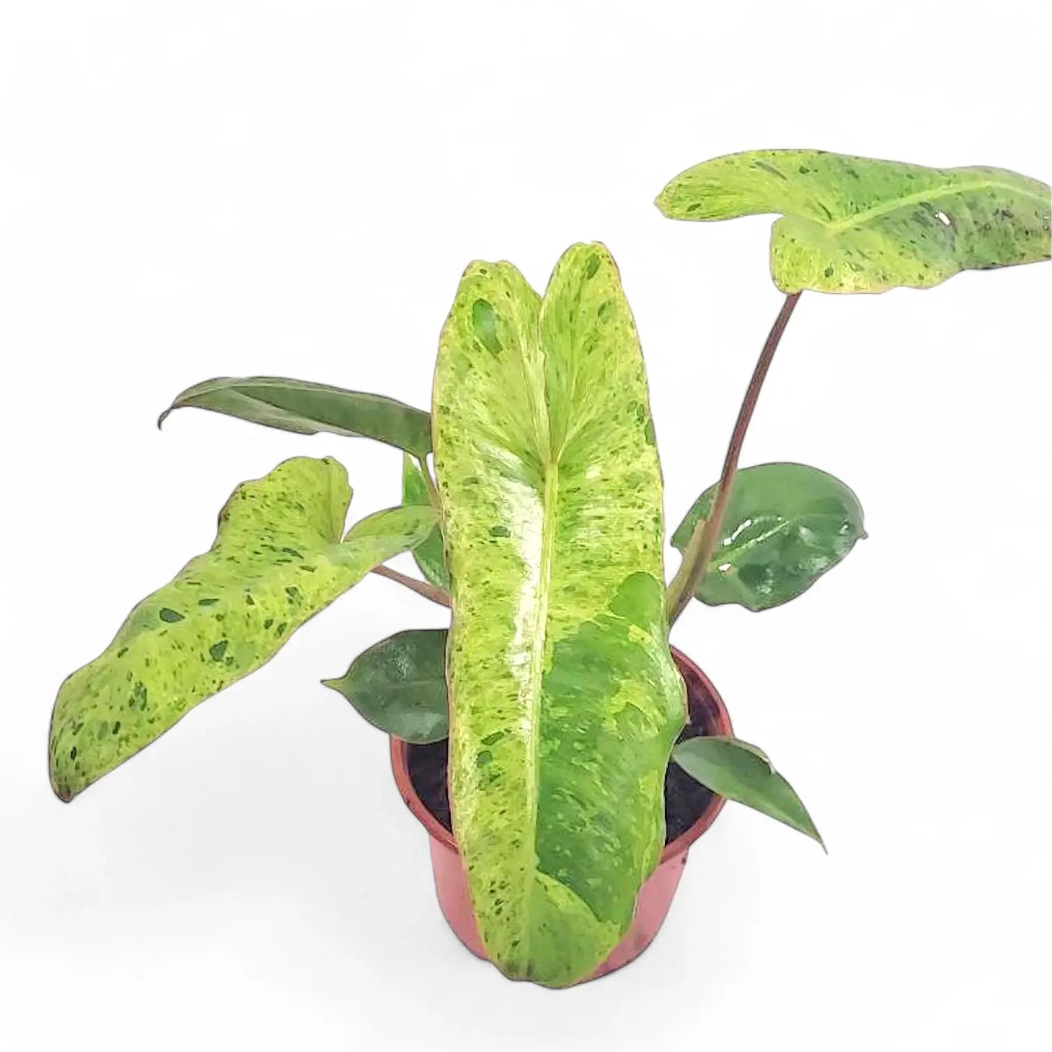 Philodendron 'Paraiso verde' – Zimmerpflanze im Kulturtopf auf weißem Hintergrund, Produktfoto 10.