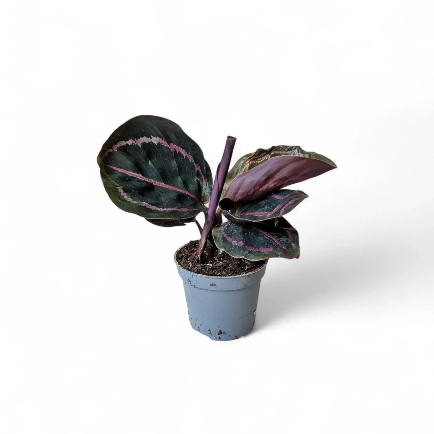 Goeppertia (Calathea) roseopicta 'Dottie' ('Illustrious') – Topfpflanze im Kulturtopf vor weißem Hintergrund, Produktfoto 3.