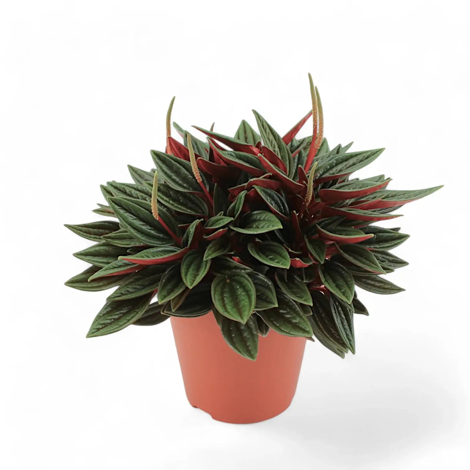 Peperomia 'Eden Rosso' – Zimmerpflanze im Kulturtopf auf weißem Hintergrund, Produktfoto 5.