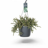 Rhipsalis baccifera ssp. horrida potted houseplant in nursery pot on white background, product photo 5.