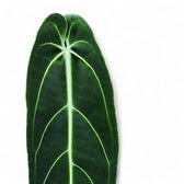 Philodendron verrucosum – Topfpflanze im Kulturtopf vor weißem Hintergrund, Produktfoto 1.