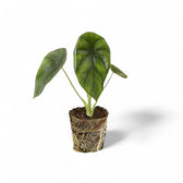 Alocasia clypeolata 'Green shield' potted houseplant in nursery pot on white background, product photo 5.