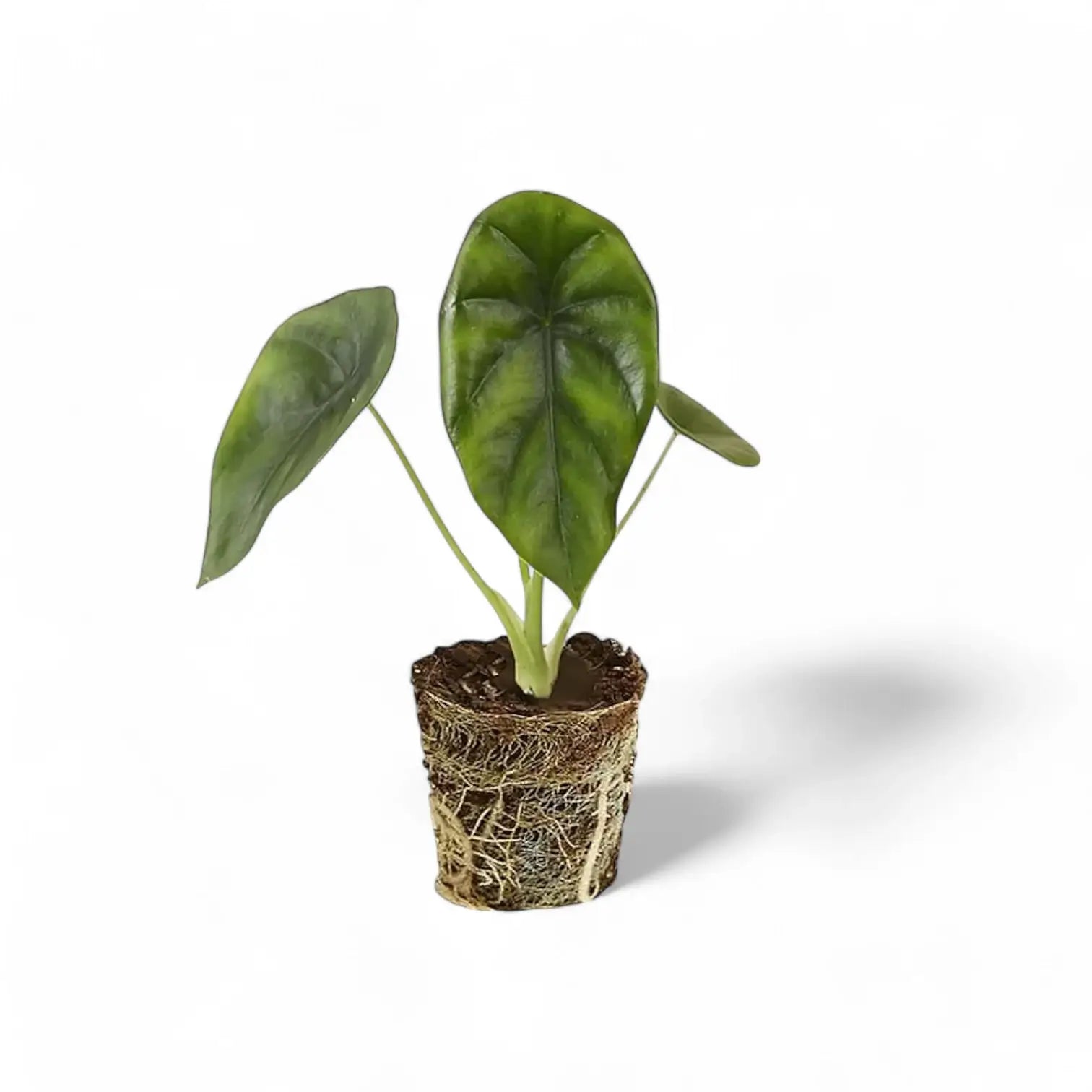Alocasia clypeolata 'Green shield' potted houseplant in nursery pot on white background, product photo 5.