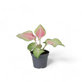 Caladium 'Va Va Violet' potted houseplant in nursery pot on white background, product photo 2.