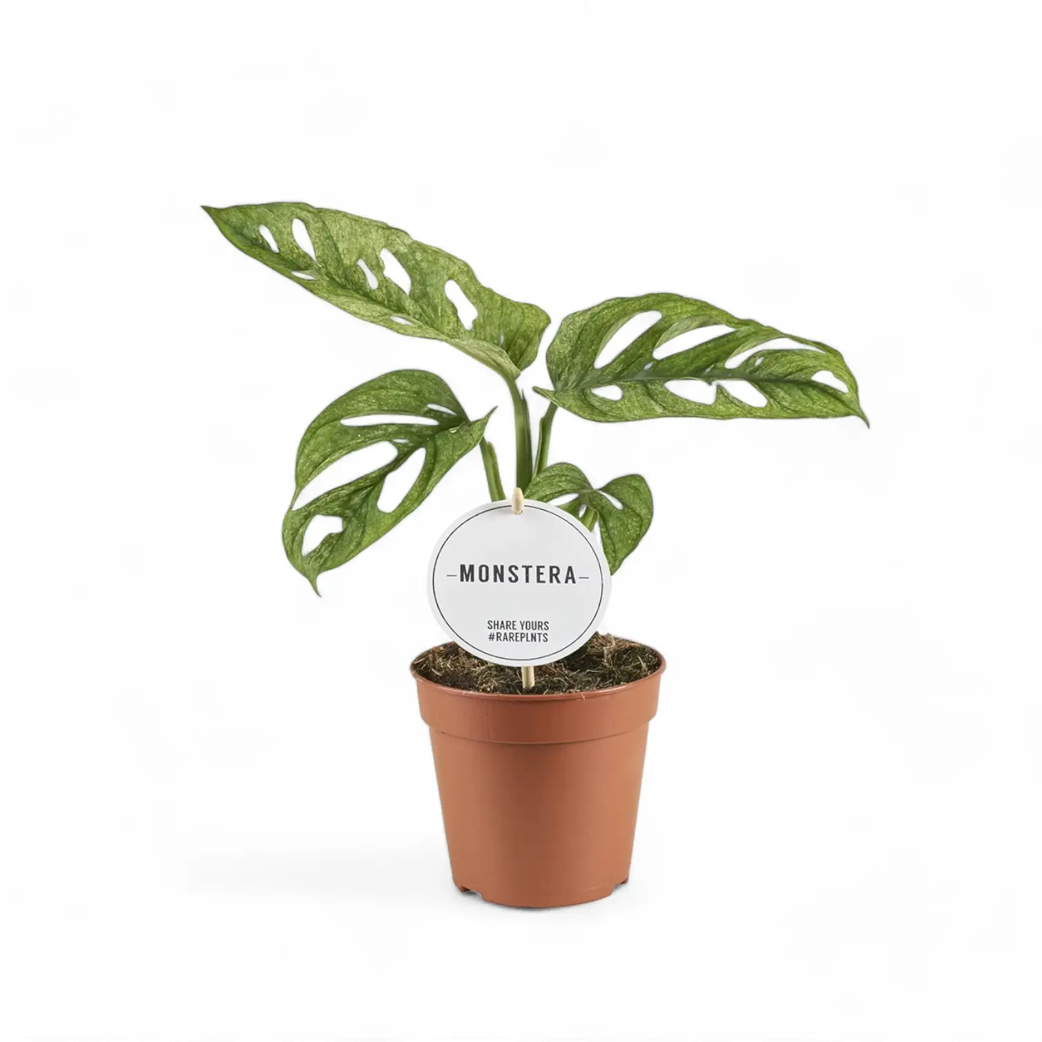 Monstera adansonii 'Mint' – Zimmerpflanze im Kulturtopf auf weißem Hintergrund, Produktfoto 4.