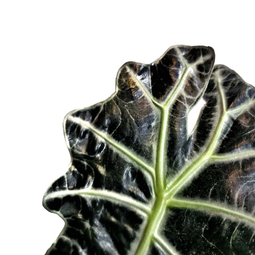 Alocasia 'Polly' leaf close-up on white background.