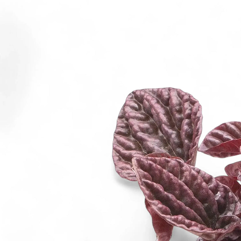 Peperomia caperata 'Red Luna' leaf close-up on white background.