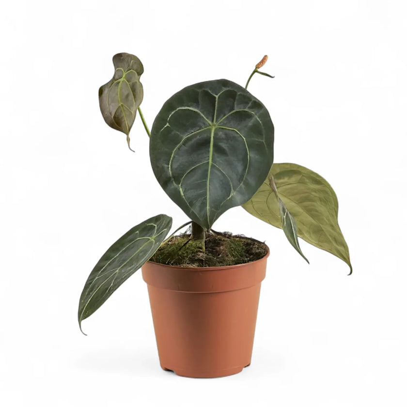Anthurium forgetii potted houseplant in nursery pot on white background, product photo 3.