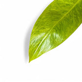 Philodendron 'Calkin's Gold' ('Goldiana', 'Golden spear') leaf close-up on white background.