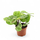 Maranta leuconeura 'Kerchoveana variegata' ('Beauty Kim', 'Fiesta') potted houseplant in nursery pot on white background, product photo 2.