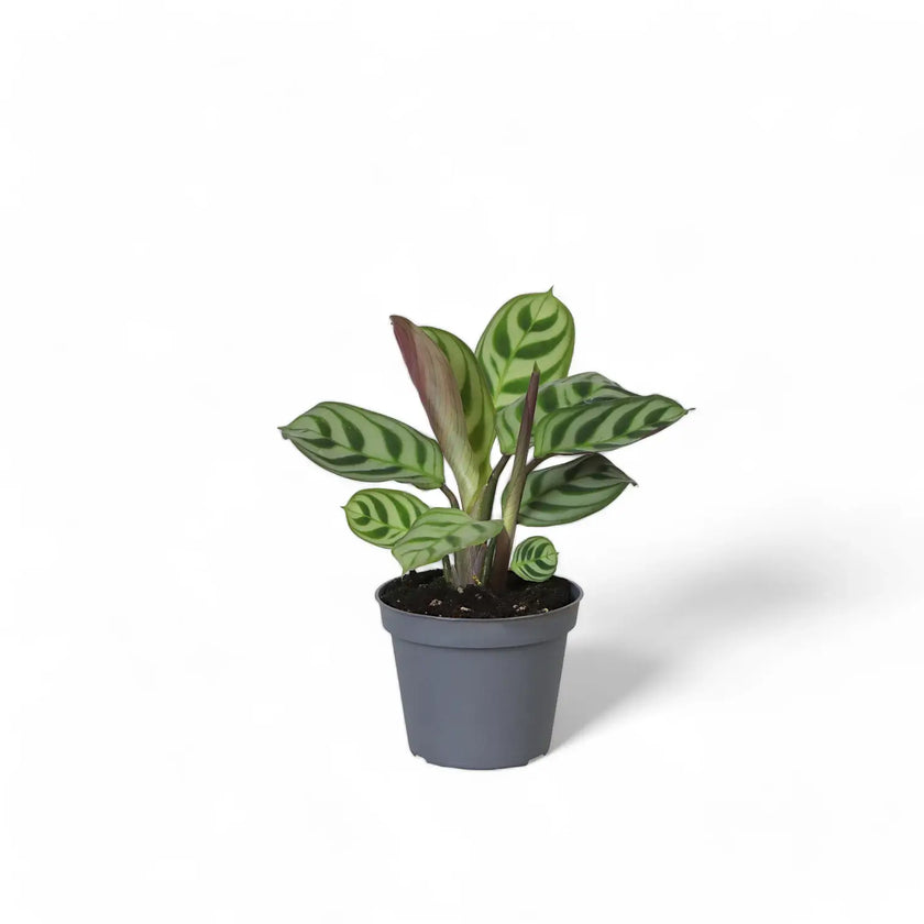 Ctenanthe burle-marxii potted houseplant in nursery pot on white background, product photo 2.