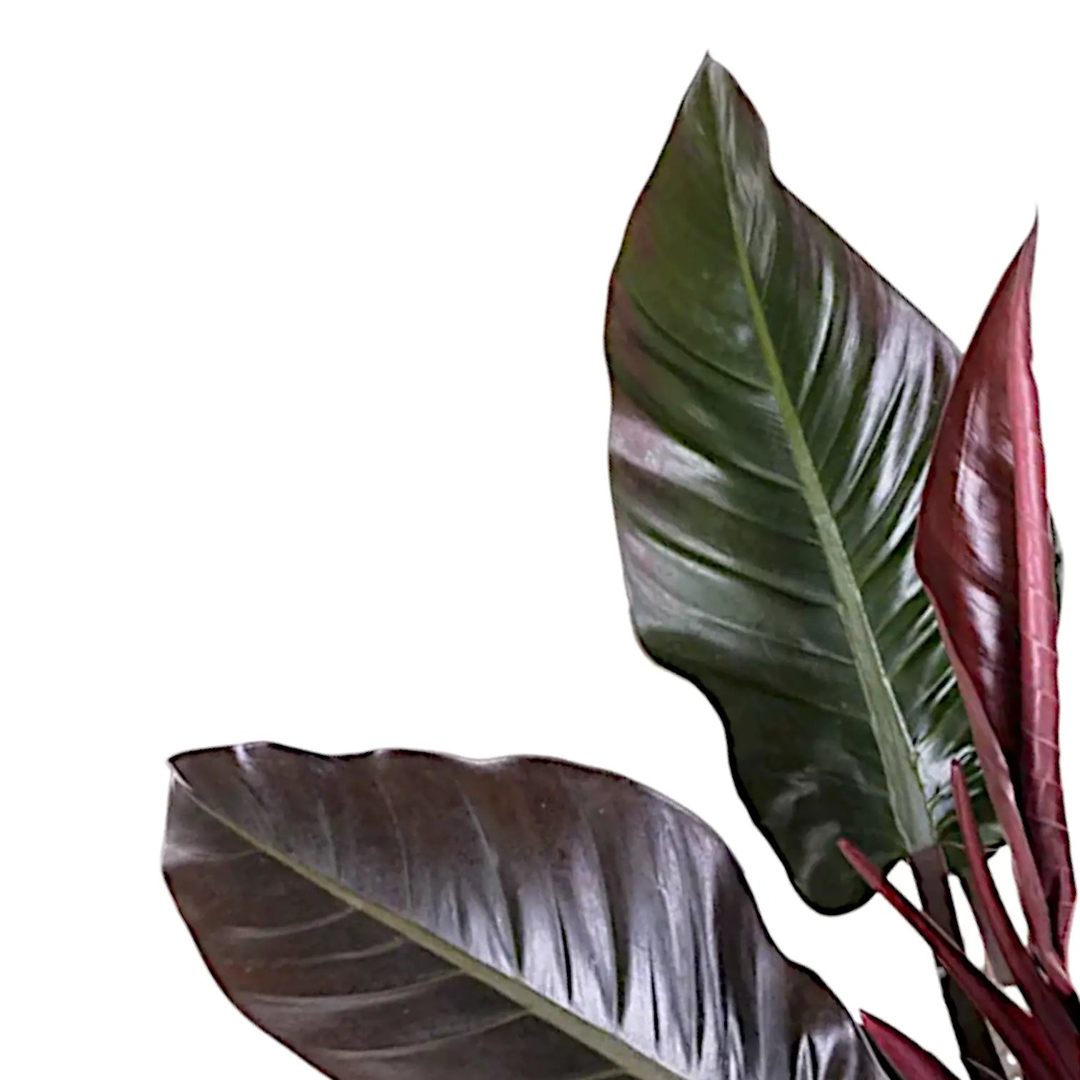 Nahaufnahme eines Blatts von Philodendron 'Imperial red' vor weißem Hintergrund.