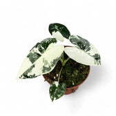 Alocasia ‘Frydek’ variegata potted houseplant in nursery pot on white background, product photo 11.