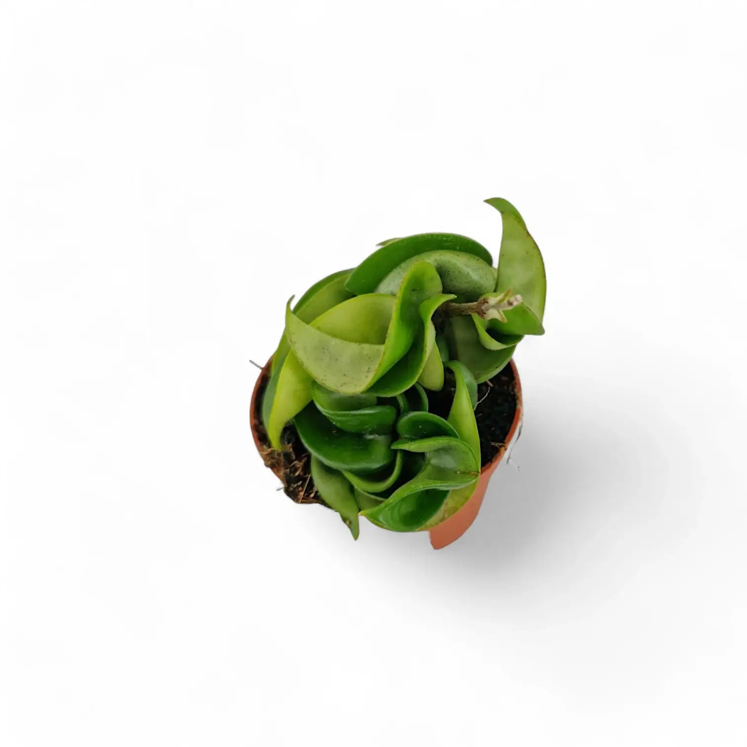 Hoya carnosa 'Compacta' – Zimmerpflanze im Kulturtopf auf weißem Hintergrund, Produktfoto 3.