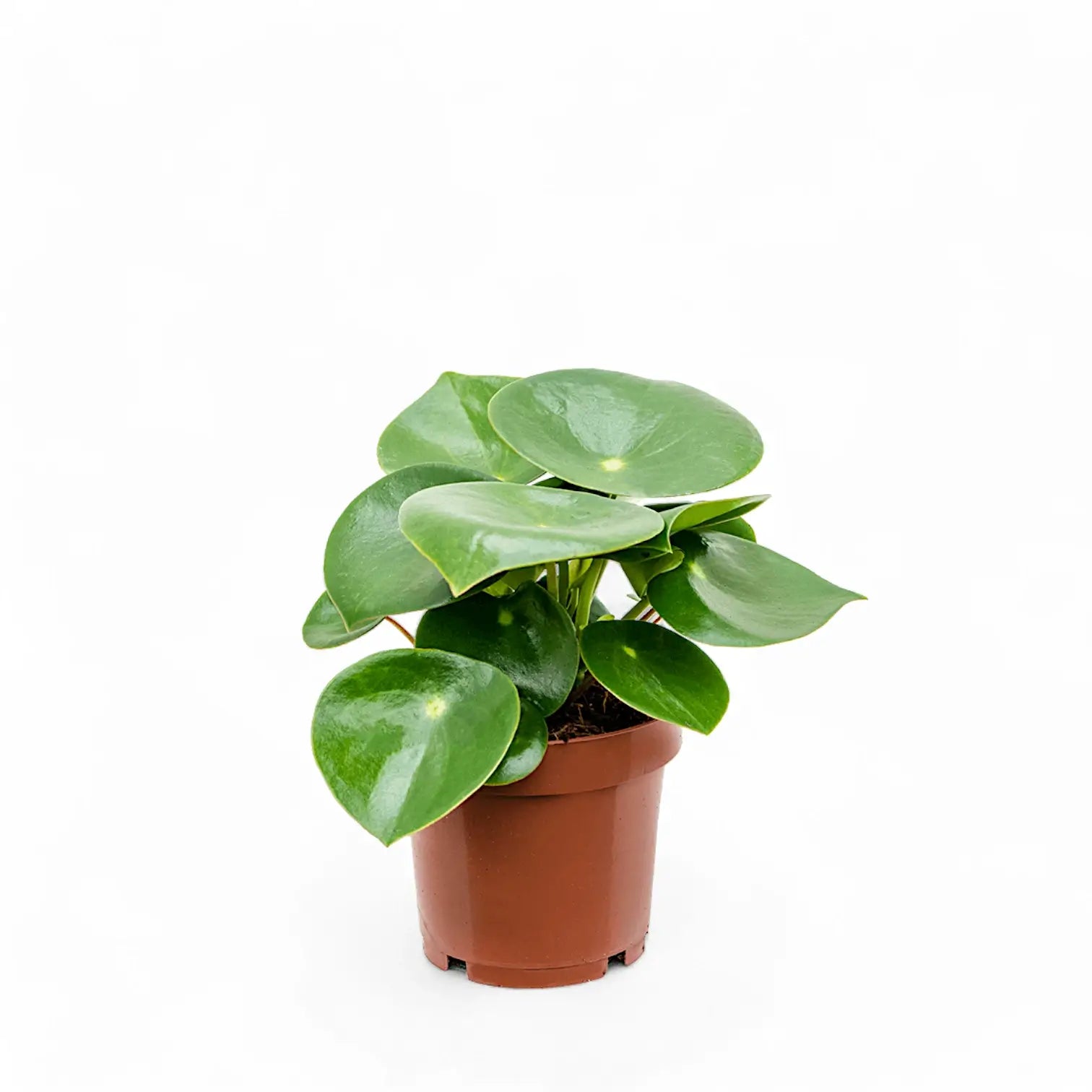 Peperomia polybotrya 'Raindrop' – Zimmerpflanze im Kulturtopf auf weißem Hintergrund, Produktfoto 2.