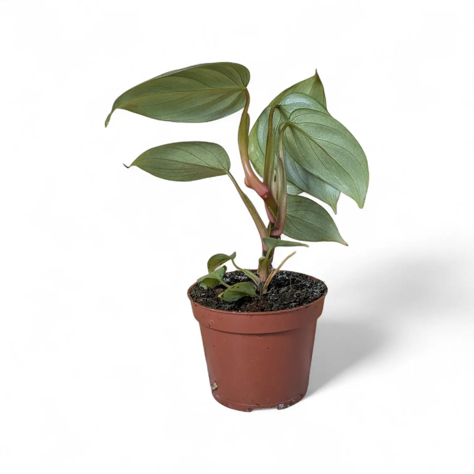 Philodendron sodiroi potted houseplant in nursery pot on white background, product photo 2.